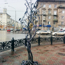 Сибирское дерево на пр. Металлургов. Фото - А. Н. Завора