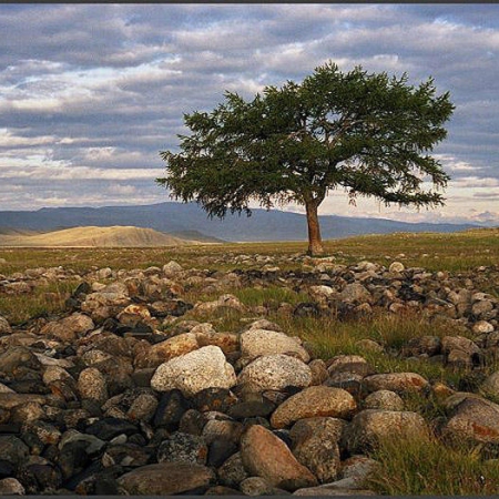 В. Соколаев. Дерево Юстыда на рассвете. Горный Алтай, 2008